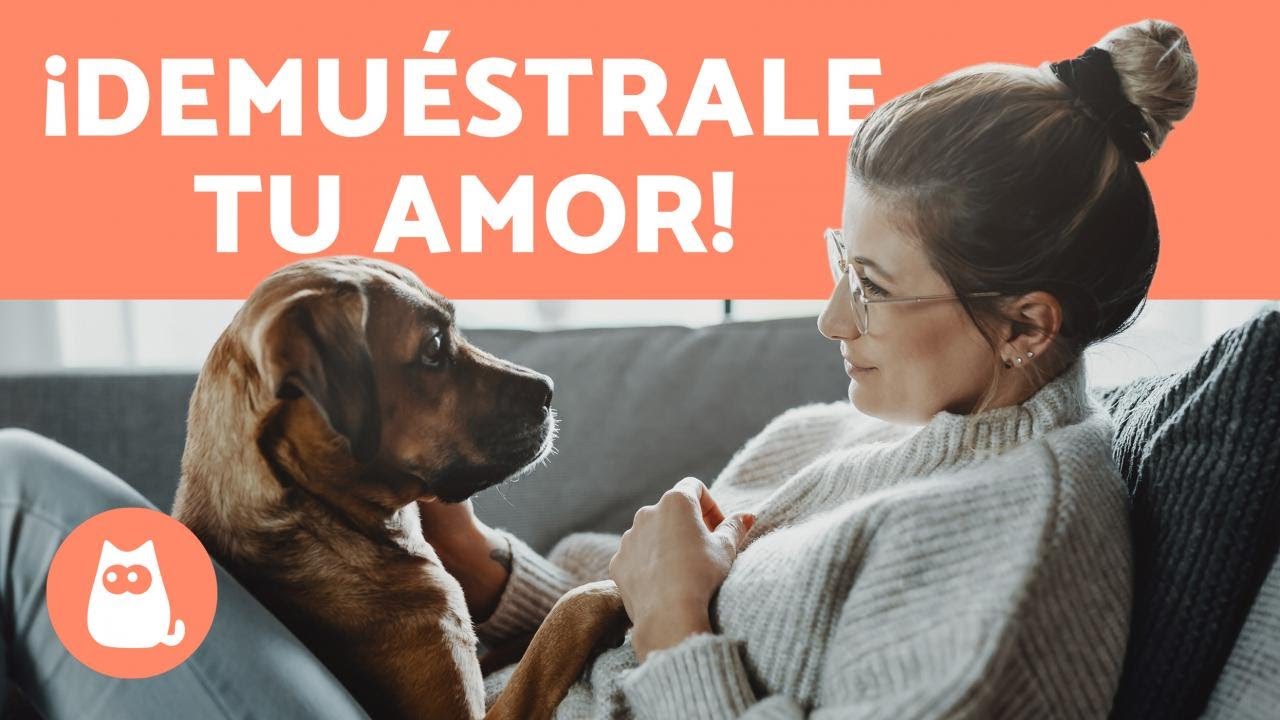 como demostrar a tu perro que lo amas