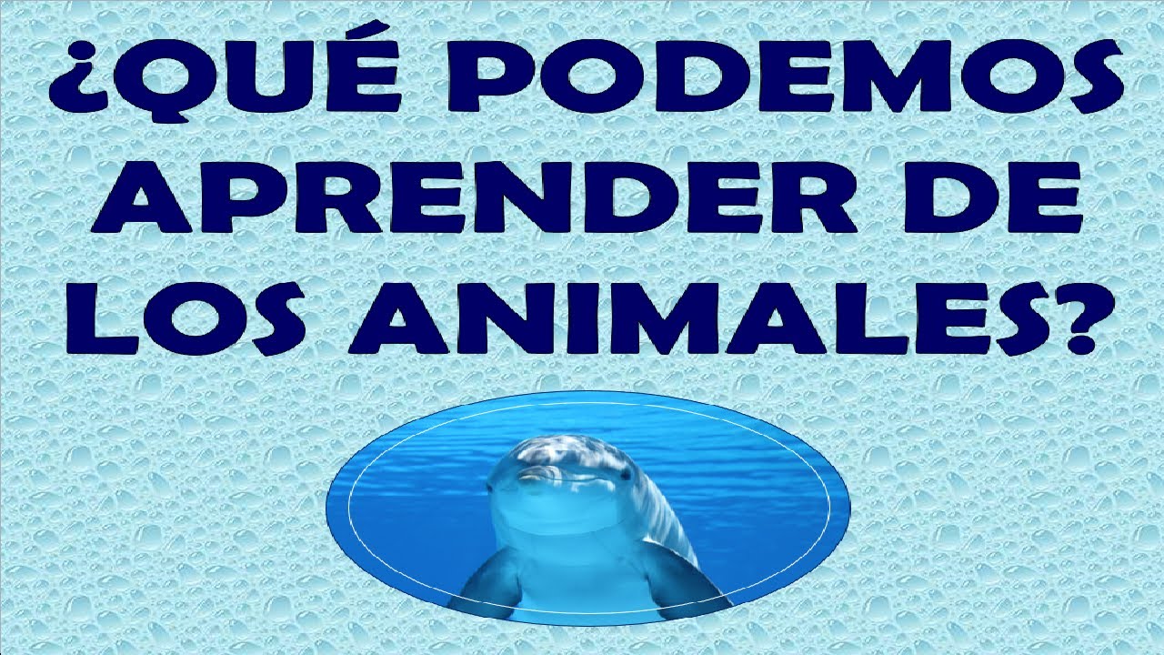 que podemos aprender de los animales