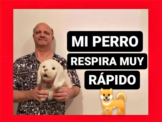 mi perro respira muy rapido y corto