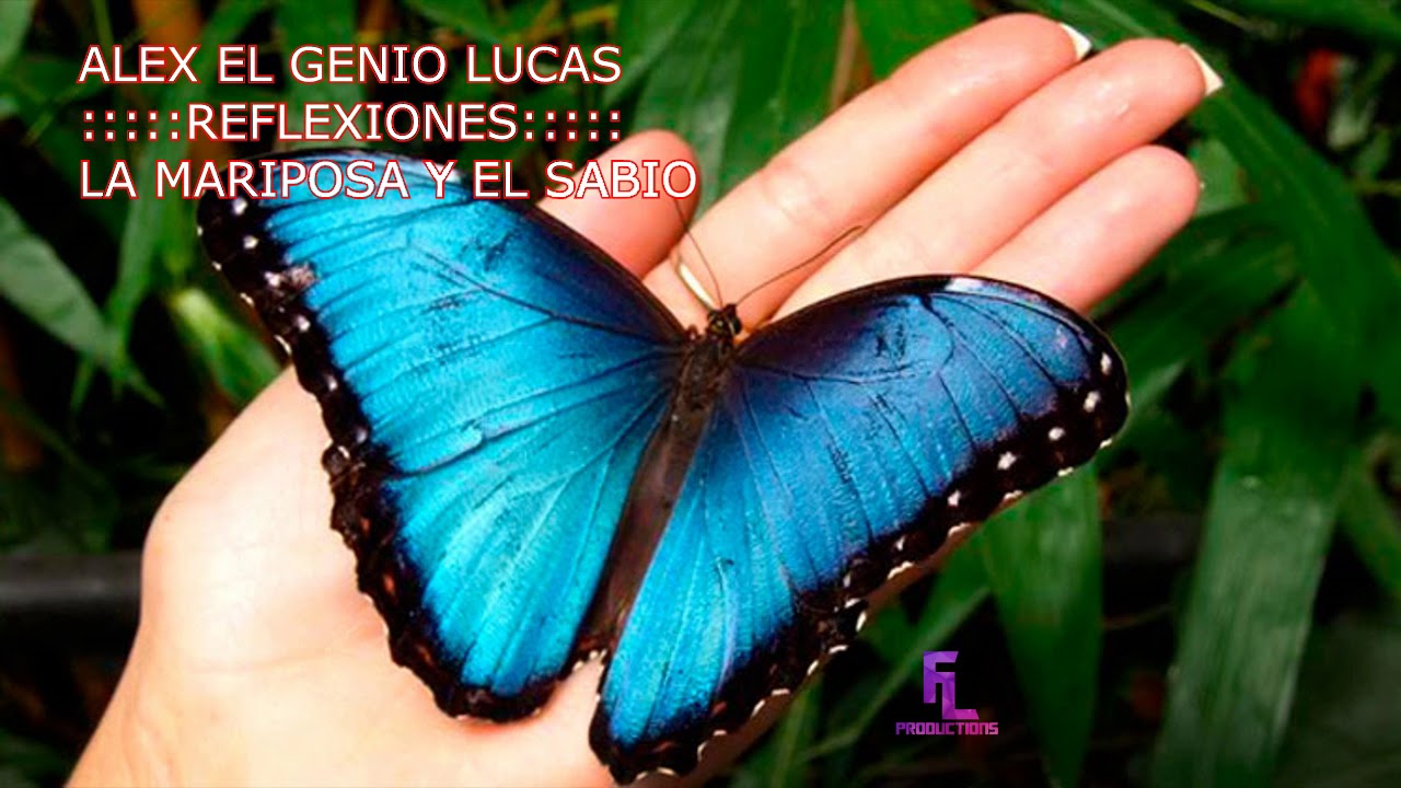 reflexion de la mariposa y el sabio