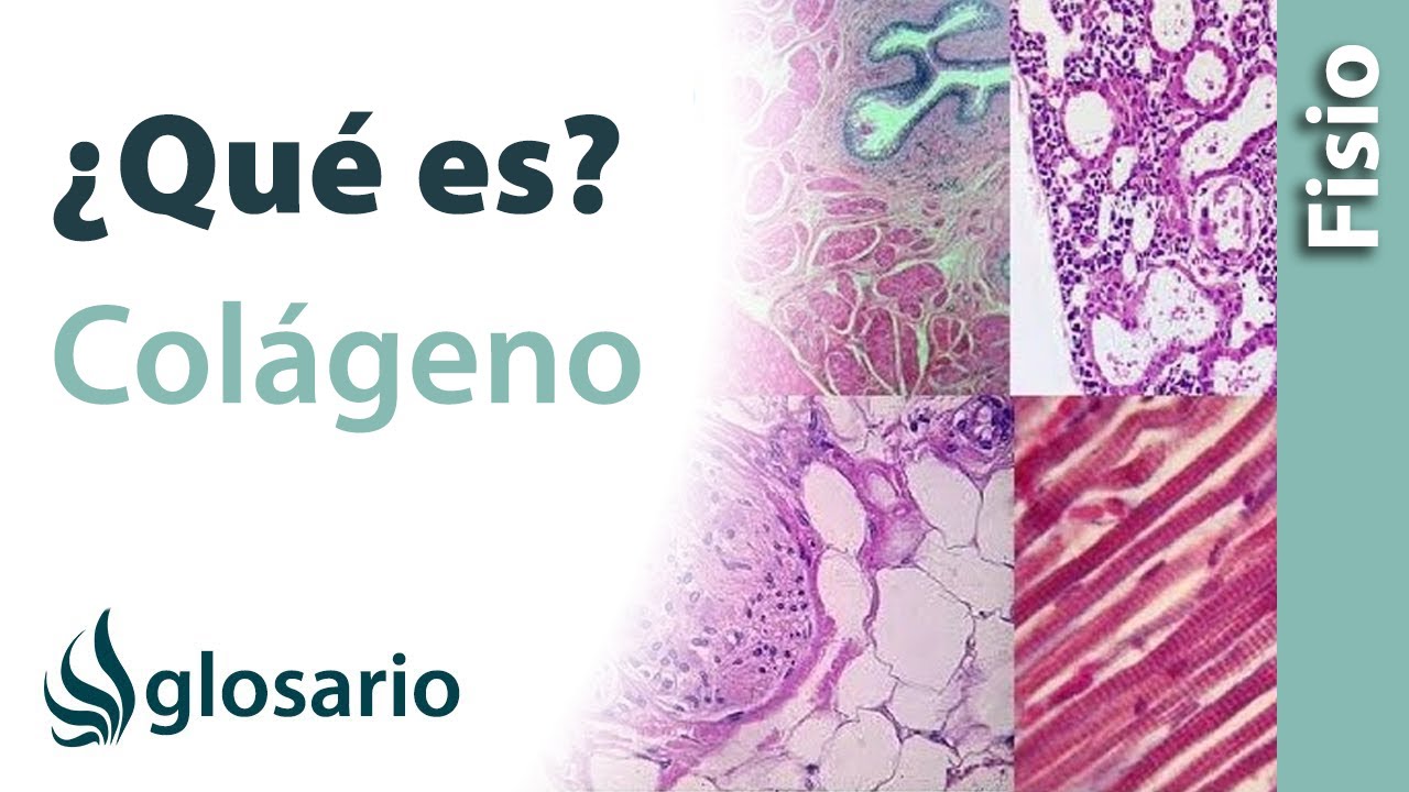 tipos de colageno en el cuerpo