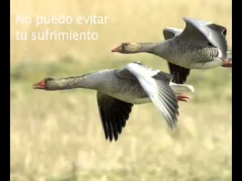 poemas para un compañero de clase
