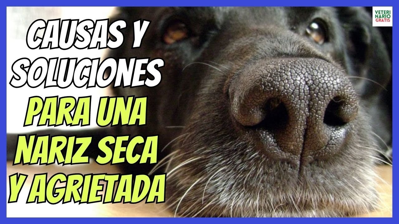 porque mi perro sopla por la nariz