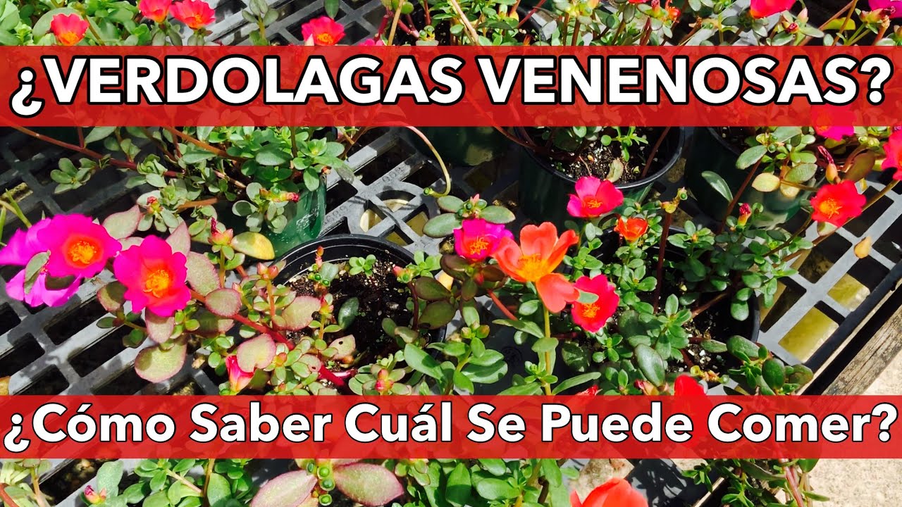 que es la verdolaga en argentina