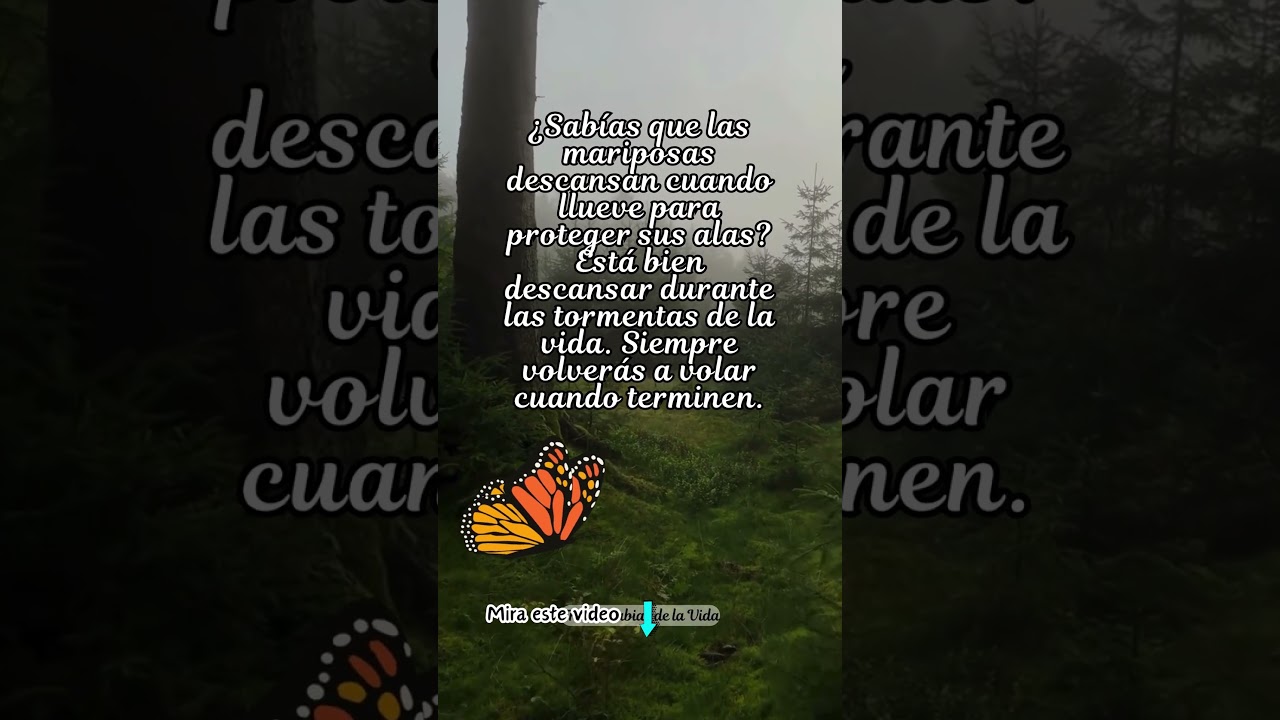 frases de mariposas en el alma
