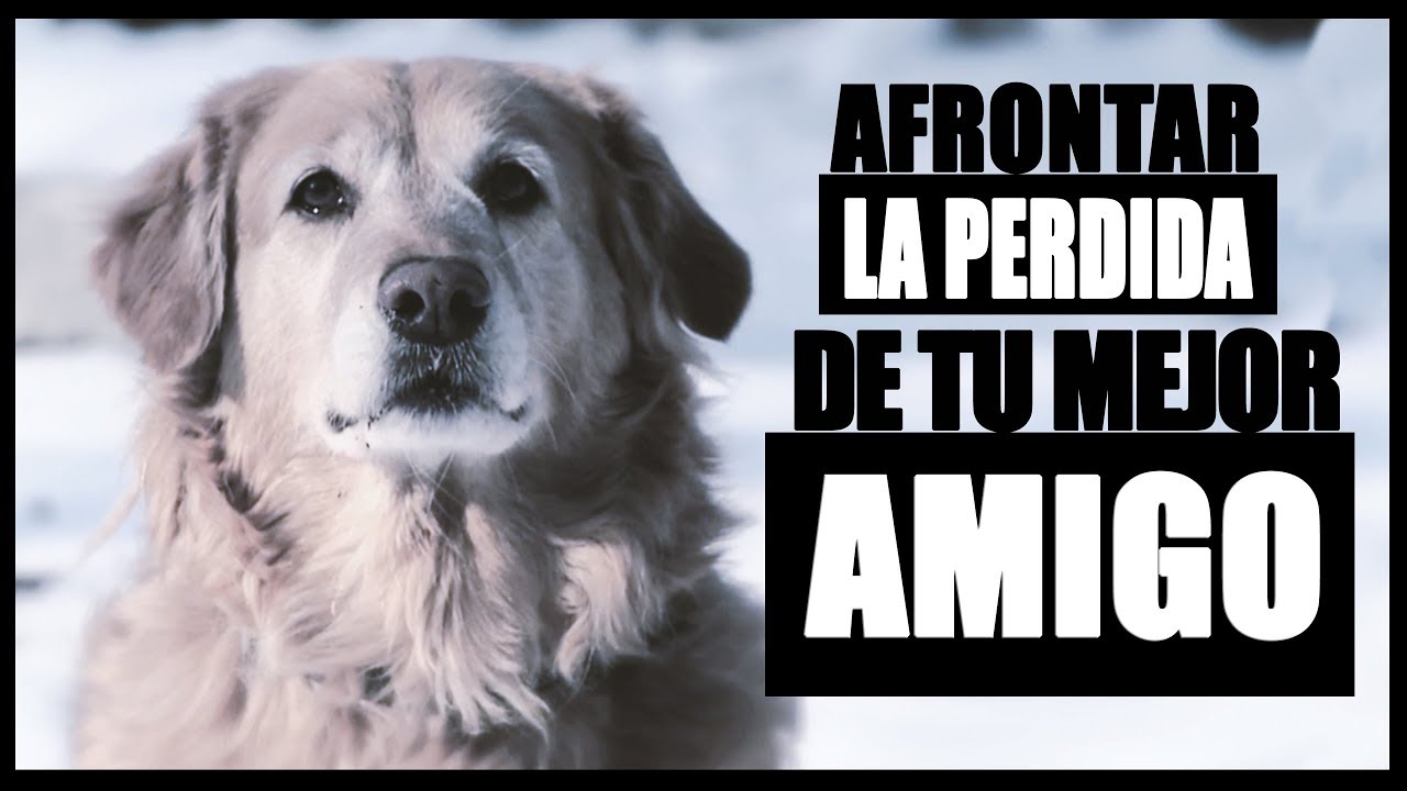 frases cuando se te muere tu perro