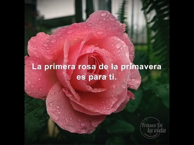 frases sobre la primavera y el amor