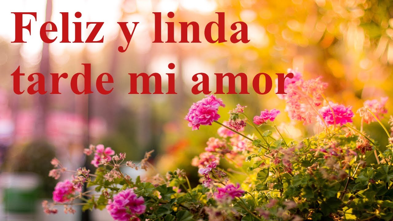 linda tarde mi amor te amo