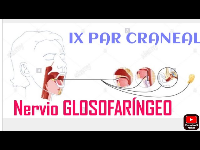 pequeño nervio craneal con función motora