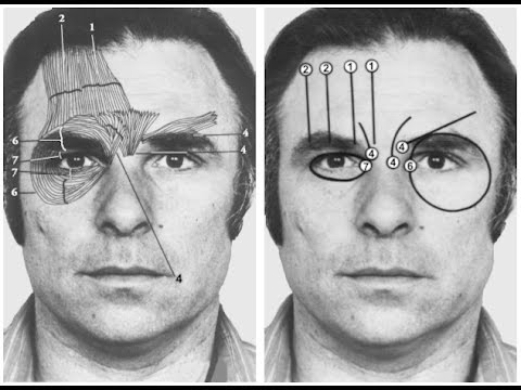 el rostro de las emociones paul ekman resumen